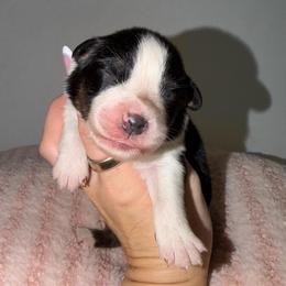 Amsterdam - Black tri-color female Australian Shepherd puppy in Anniston, Alabama from All Hale Aussies