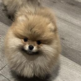 Pomeranian puppies from Lori’s Precious Poms