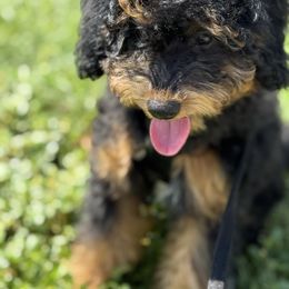 Jett (Out of this world Sparkle) Black Phantom - Phantom male Goldendoodle puppy in Forney, Texas from Diamond Doodle Pups and Poodles