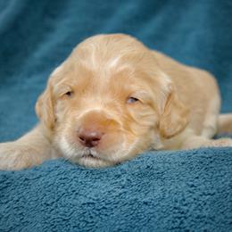 Reed - Caramel ice male Australian Labradoodle puppy in Stanwood, Washington from Victoria Creek Australian Labradoodles