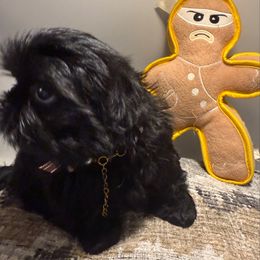 Onyx - Blue female Shih Tzu puppy in Covington, Georgia from Top Hats 2  Shih Tzu’s