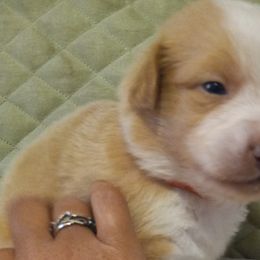 Boy 5 - Yellow Australian Shepherd puppy in Belleville, West Virginia from Chasitys Australian Shepherds