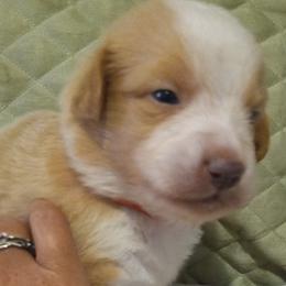 Boy 5 - Yellow Australian Shepherd puppy in Belleville, West Virginia from Chasitys Australian Shepherds