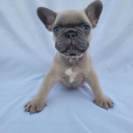 Ash (Boy 2) - Blue fawn male French Bulldog puppy in Neosho, Missouri from Norris Frenchies