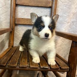 Trusty - Black and white male American Corgi puppy in Decatur, Texas from Bar S Corgis