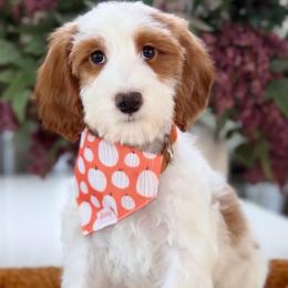 Dot - Parti female Goldendoodle puppy in Yuciapa, California from AlltheDoodlez_