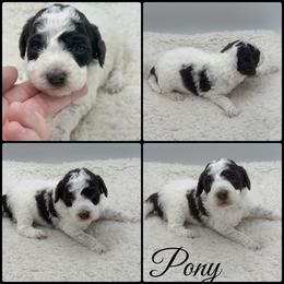 Pony - Parti female Poodle puppy in Wheatland, California from Sapphire Ridge Poodles