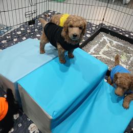 Black - Apricot male Poodle puppy in Big Rapids, Michigan from Meeker's Ridge Standard Poodles