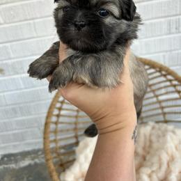 Shih Tzu Puppies from Trinity Shih Tzu