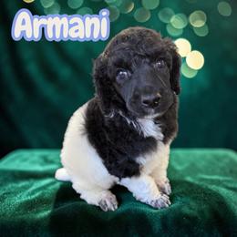 Armani - Parti male Poodle puppy in Port Orange, Florida from Daytona’s Standard Poodles
