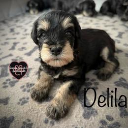 4 Delilah - Black and tan female Schnoodle puppy in Saint Augustine, Florida from Gunnie Luv, LLC