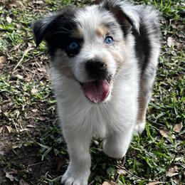 Boy 2 - Blue merle male Australian Shepherd puppy in Lakeland, Florida from Infinite Aussies
