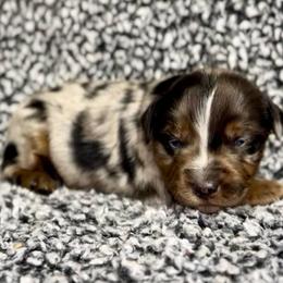 Dumplin - Blue merle male Miniature Australian Shepherd puppy in Michie, Tennessee from Acton Aussies