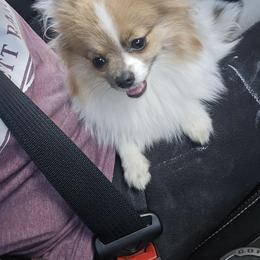 Pomeranian Puppies from Mary's Pomeranians