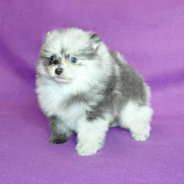 Pomeranian Puppies from Beau Joli Pomeranians