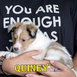 Quiney - CHW Sable Merle Girl - White and sable merle female Shetland Sheepdog puppy in Frazeysburg, Ohio from Mountain High Kennels