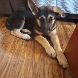 Grey Boy - Black and tan male Shiloh Shepherd puppy in Dover, Florida from Heritage Shilohs