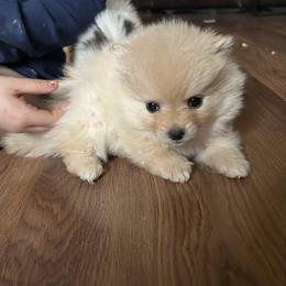 Cream female - Cream female Pomeranian puppy in Clinton, Tennessee from Liza’s Aussies & Poms