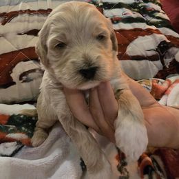 Blitzen - Apricot male Goldendoodle puppy in Home, Pennsylvania from Plum Creek Acres Next Generation