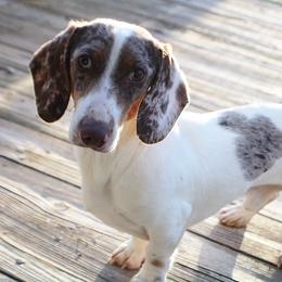 Legend - Dachshund