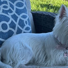 West Highland White Terriers from KC’s Westies of Miami