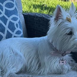 West Highland White Terriers from KC’s Westies of Miami