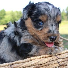Zion- CKC- F1 Mini AussieDoodle- Stokesdale, NC - Blue merle male Aussiedoodle puppy in Stokesdale, North Carolina from His and Hers Poodles and Doodles