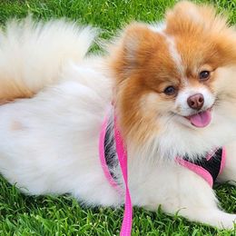 Vasha - Pomeranian puppy from Mountain Mama's Poms