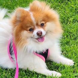 Vasha - Pomeranian puppy from Mountain Mama's Poms