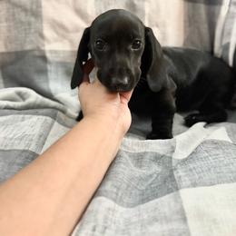 Trigger - Black male Dachshund puppy in Ceres, California from Rockin' M’s LilBitty Dachshunds (LBD)