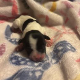 Girl 5 - Parti female Miniature Schnauzer puppy in Dunlap, Tennessee from Beards of Glory