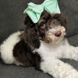 Aussiedoodle, Bernedoodle, Goldendoodle, and Poodle Puppies from Vallevistadoodles