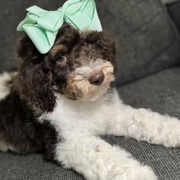 Aussiedoodle, Bernedoodle, Goldendoodle, and Poodle Puppies from Vallevistadoodles