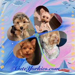 Yorkshire Terrier Puppies from Cute Yorkies