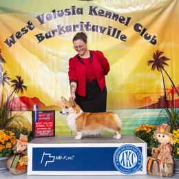 Fae - Pembroke Welsh Corgi