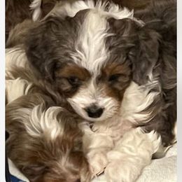 Aussiedoodle, Australian Shepherd, and Toy Australian Shepherd Puppies from Tumblin T Aussies and Aussiedoodles