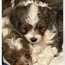 Aussiedoodle, Australian Shepherd, and Toy Australian Shepherd Puppies from Tumblin T Aussies and Aussiedoodles