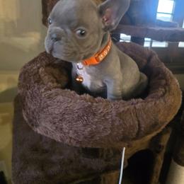 Melhouse Van Houten - Blue male French Bulldog puppy in Avondale, Arizona from Montes House of  Frenchies