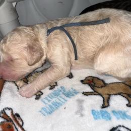 Lennon - Cream male Goldendoodle puppy in Prosperity, Pennsylvania from Stelladoodles & Company