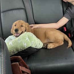 Golden Retriever Puppies from Apple Country Retrievers