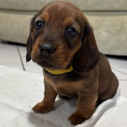 Girl 5 - Sable female Dachshund puppy in Miami, Florida from Marble Dachshunds