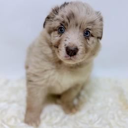 Paddington - Red Collar - Red merle male Australian Shepherd puppy in San Marcos, California from Faith Family Freedom Farm