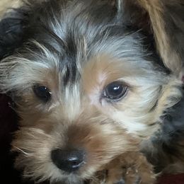 Yorkshire Terrier Puppies from YorkiStars