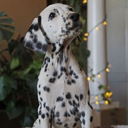 Boy 4 - White and black male Dalmatian puppy in Lake Mathews, California from Bully Market