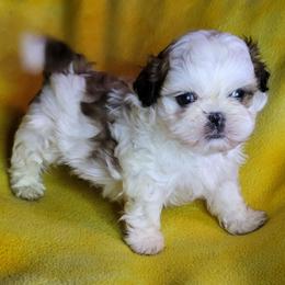 Chubs - Liver and white male Shih Tzu puppy in Willard, Utah from Shih-tzu Queen