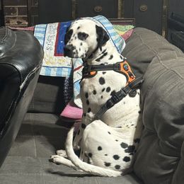 Cherry - White and black female Dalmatian puppy in Toledo, Ohio from Exquisite Dalmatians & Poodles