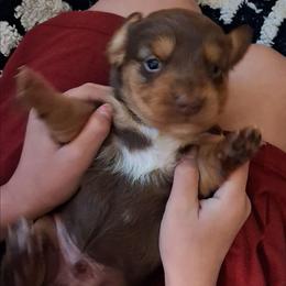 Tim - Chocolate male Dachshund puppy in Wichita, Kansas from Lauren's Dachshunds