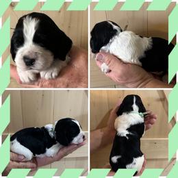 Girl 6 - Liver white and tan female English Springer Spaniel puppy in Godley, Texas from Legacy Springer Spaniels