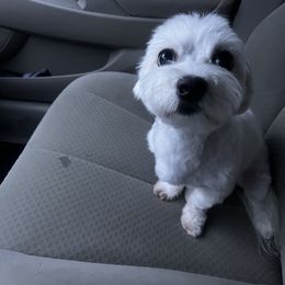 Summer - Maltese