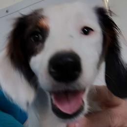 Patch - Dachshund